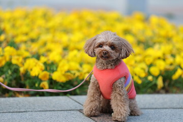 花壇の前でポーズをとるトイ・プードル