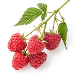 Freshly Picked Raspberries on the Vine Isolated on a White Background