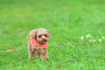 公園を散歩するトイ・プードル