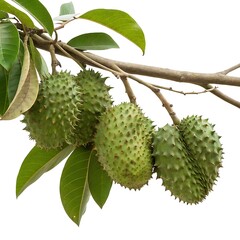 Green Soursop Fruit Hanging From Tree Branch on a White Background