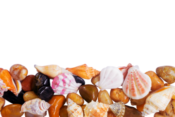 seashells boder on white background