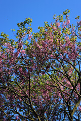 Detail of Judas tree in bloom with beautiful pink flowers agaisnt blue sky. Cercis siliquastrum tree in the garden