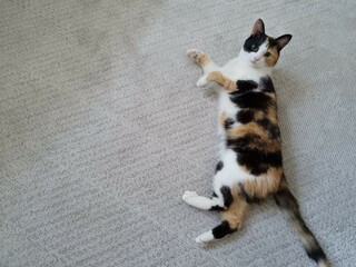 Beautiful domestic cat lying on grey carpet