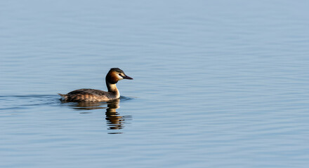 Podiceps cristatus, Bird, Waterfowl, Great Crested Grebe Swimming on Calm Water