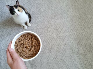 Feeding a cat. Hand holding a bowl of cat food. Adorable domestic cat waiting for its food