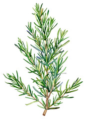 Fototapeta premium PNG Botanical rosemary herb illustration