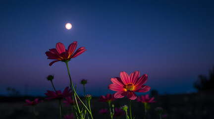 Fototapeta premium The Enchanting Beauty of Purple and Red Flowers in midnight