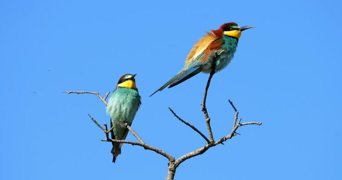 European bee eaters (Merops apiaster), perched against the blue sky, The Camargue, Southern France.
