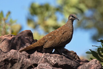 White-quilled rock pigeon in Mirima National Park, Kimberley, Western Australia, Australia
