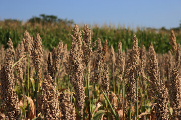 Dry brown Sorghum or millet plants near corn field . Sorghum agricultural cultivation on a sunny day