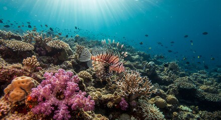 Fototapeta premium Lionfish Swimming Over Coral Reef