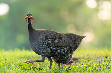 Guineafowl, chicken walking on green grasses with golden light of evening