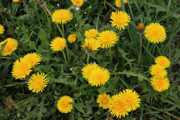 Dandelion plants with many yellow flowers. Taraxacum officinalis wildflower