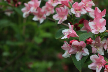 Weigelia florida branch in bloom on springtime with copy space.. Many light pink flowers of Weigelia in the garden 