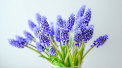 Naklejka premium Close-up of a vase filled with vibrant blue-purple muscari flowers in macro photography with blurred background and bokeh effect, high-resolution, detailed floral composition.
