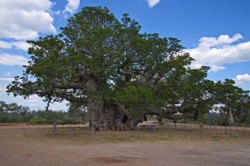 Giant baobab tree on a rest area at Great Northern Highway, Western Australia, Australia
