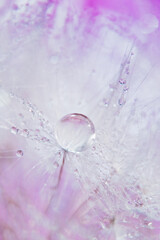 dandelion at pink background. Freedom to Wish. Seed macro closeup. Goodbye Summer. Hope and dreaming concept. Fragility. Springtime. soft focus on water droplets. Macro nature. Beautiful dew drops