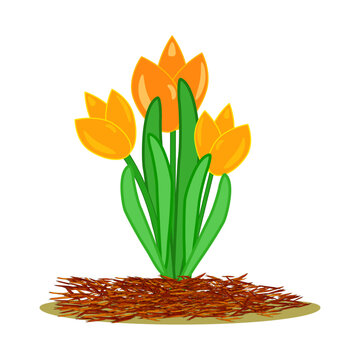 Mulch gardening concept with tulip and red mulch on white background. Mulching of plants, soil protection. Landscape design mulch. Agriculture countryside outdoor seasonal work. Vector illustration