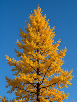 yellow tamarack larch tree in autumn against blue sky