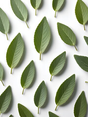 Fototapeta premium Fresh green sage leaves arranged neatly on a white surface for culinary use and decoration