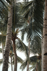 coconut palm tree