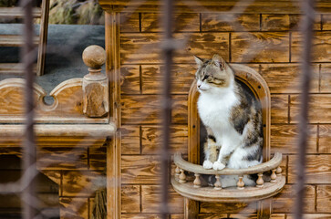 Cat sits in ornate wooden window of rustic house, observing surroundings. Natural light highlights...