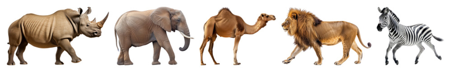 Fototapeta premium PNG Wildlife safari animals lineup, element set on transparent background