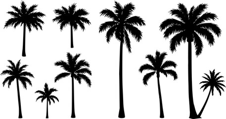 Vector silhouette of palm tree on beach on white background. Symbol of nature and plant.


