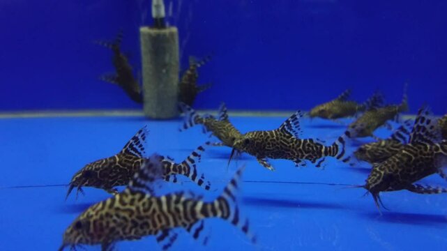 A group of synodontis eupterus fish are swimming in a blue aquarium
