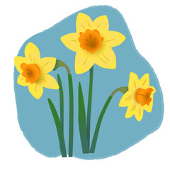 Daffodil