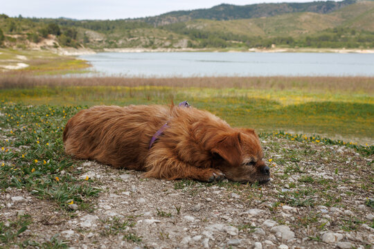 Perro durmiendo en el suelo de lo que deber&iacute;a estar cubierto por el agua en el pantano de Beniarres, Espa&ntilde;a