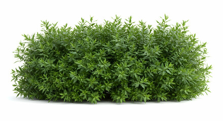 Bush, Greenery, Plant, Lush Green Shrub Isolated on White Background