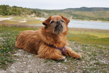 Perro mestizo sentado en primer plano con fondo de pantano de Beniarres, España