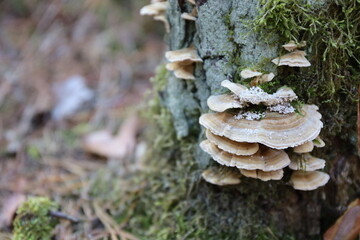 fungus on tree