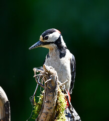 Buntspecht M&auml;nnlich