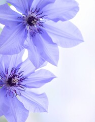 Clematis flower background
