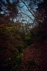 Obraz premium 紅葉