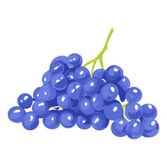 Bunch of blue grapes on a white background. Vector illustration