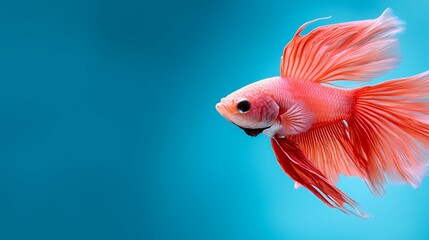 Pink Betta Fish in Turquoise Background