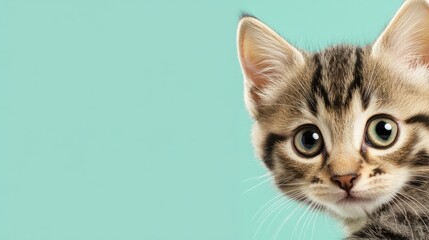 Cute kitten portrait (2)