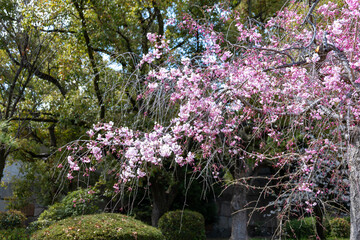 Obraz premium 桜の木の背景