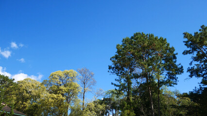 Skyward Canopy: Capturing the vibrant dance of sunlight through the verdant leaves of trees against a clear, bright blue sky, evokes a sense of freedom, serenity.