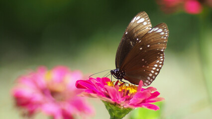 Butterfly's Embrace: A stunning image captures the moment a graceful butterfly, with intricate wing patterns, gently perches on a vibrant pink flower, in a serene and inviting garden setting.