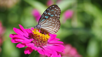 A Butterfly's Embrace: A delicate butterfly rests gracefully on a vibrant pink flower, its intricate wing patterns and proboscis in full view, painted against a lush garden backdrop. 