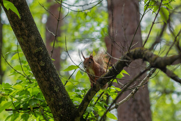 A curious red squirrel sits on a tree branch in the forest