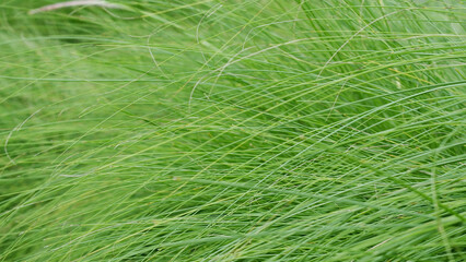 Whispering Blades of Verdant Green: A close-up of slender grass blades, creating a textured tapestry of verdant hues. The image evokes a sense of serenity.