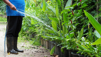 Gardener Watering Plants in Greenhouse: A dedicated gardener diligently tends to lush greenery in a...