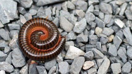 Millipede Spiral: A close-up image captures the mesmerizing spiral form of a millipede, its...