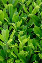 green leaves background