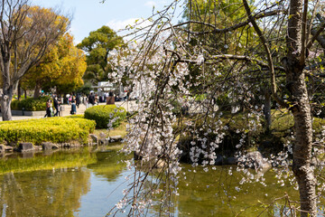 春の大阪城の日本庭園